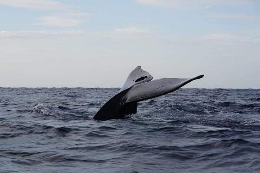 Whale Watching In Trincomalee 1