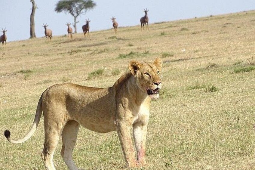 A lion walking on a grassy savannah with several antelopes in the background. 2