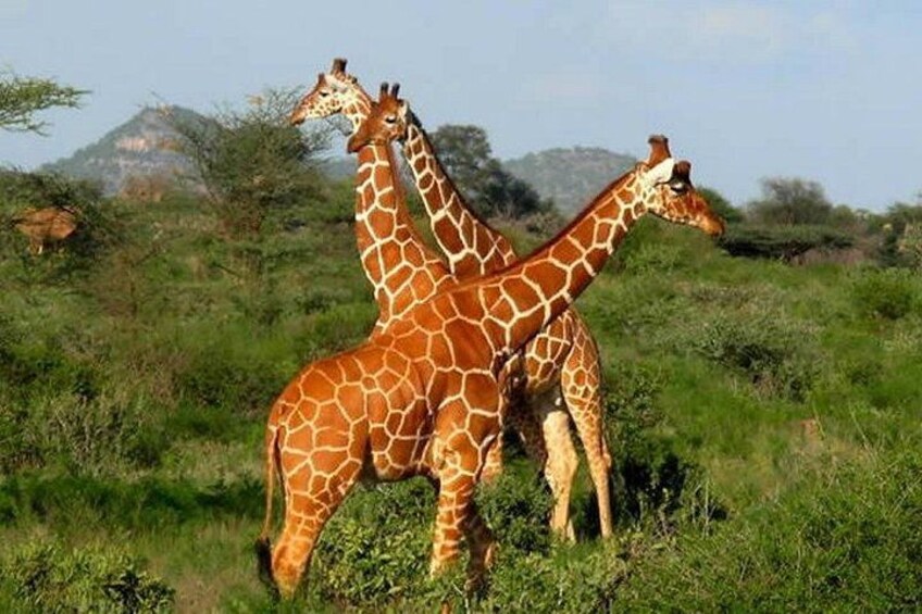 Two giraffes in a grassy field with trees and hills in the background. 5