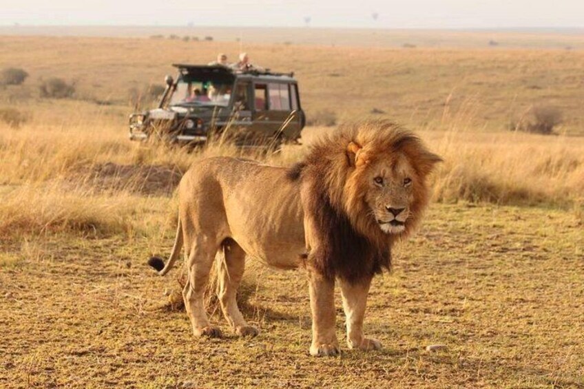 A lion standing in a grassy field with a safari vehicle in the background. 3