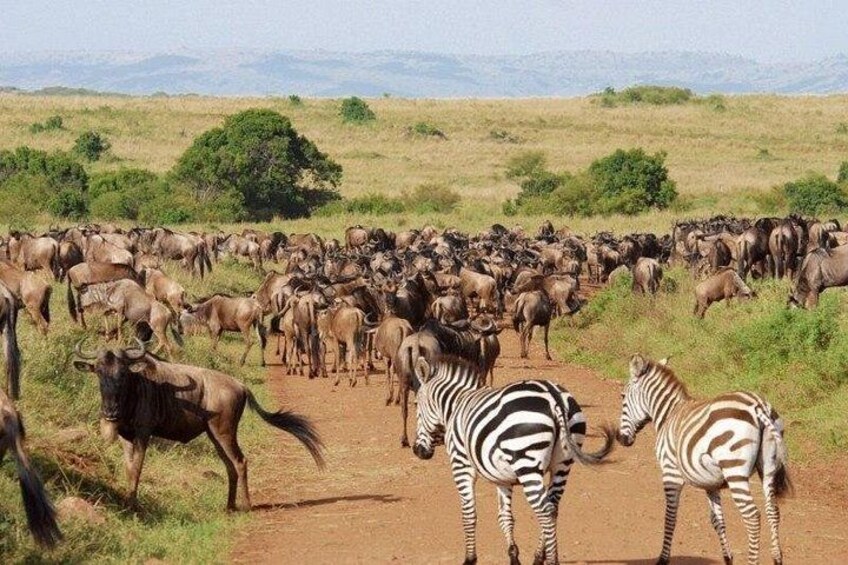 A herd of wildebeests and zebras on a dirt road in a grassy savannah. 4
