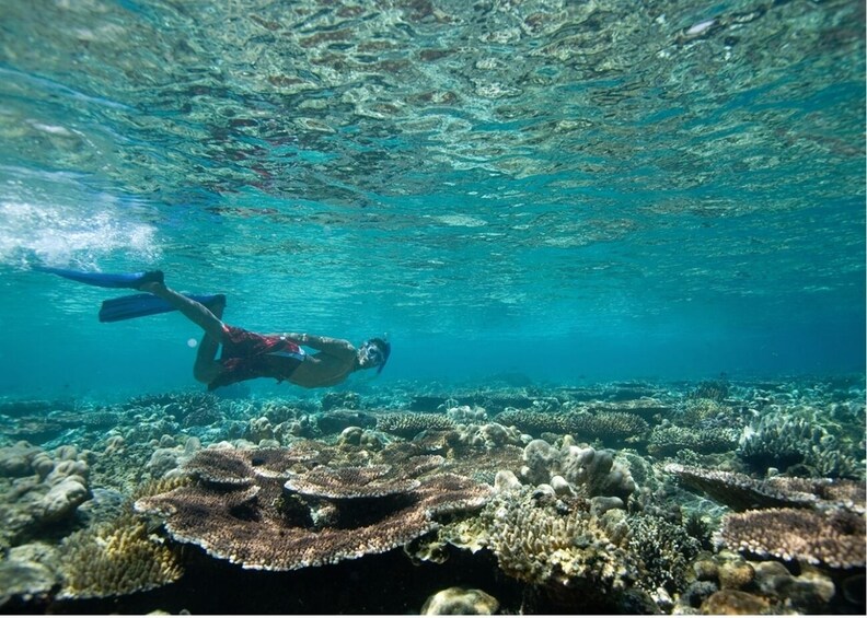 Amazing snorkeling experience in southern Tenerife