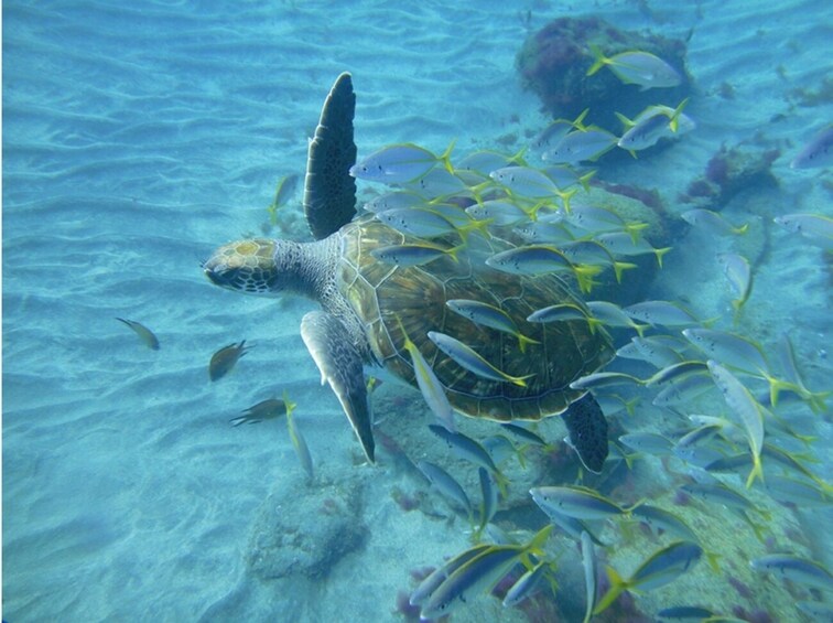 Amazing snorkeling experience in southern Tenerife