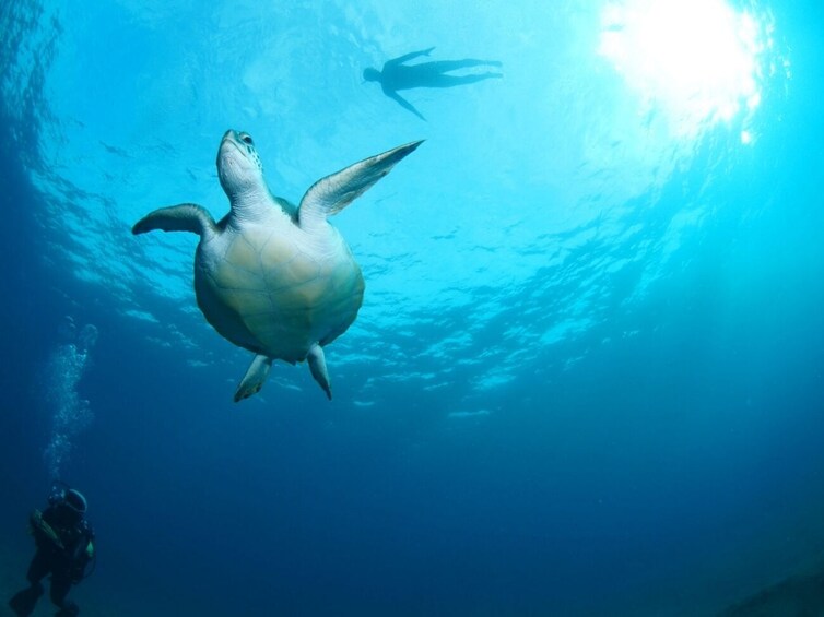 Amazing snorkeling experience in southern Tenerife