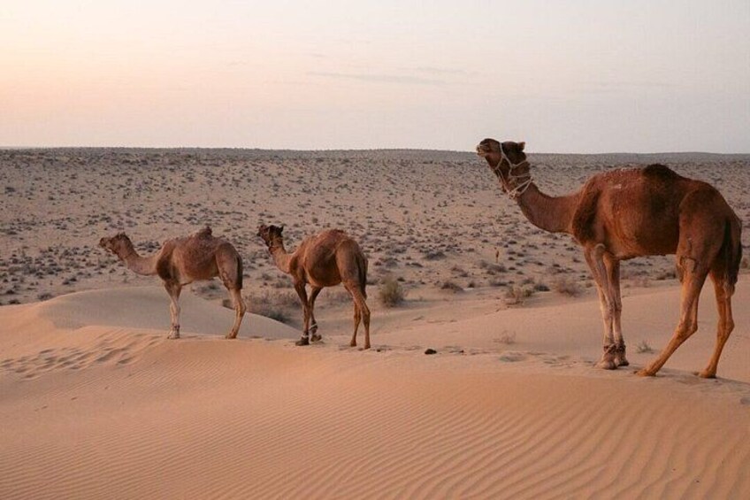 Discover the Hidden Beauty of the Thar Desert 5