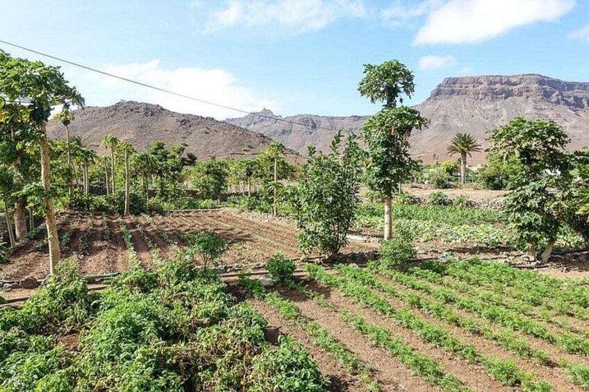 Farming in Calhau 4