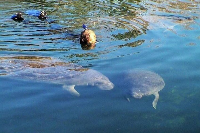 A water body with several large fish swimming. 1