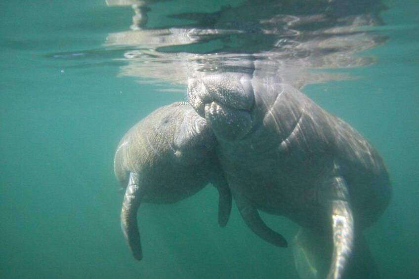 Morning Swim and Snorkel with Manatees-Guided Crystal River Tour 5