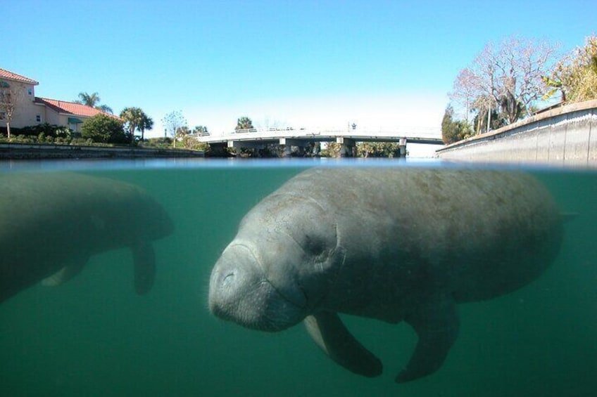 Two manatees swimming in a clear water body with a bridge and buildings in the background. 1