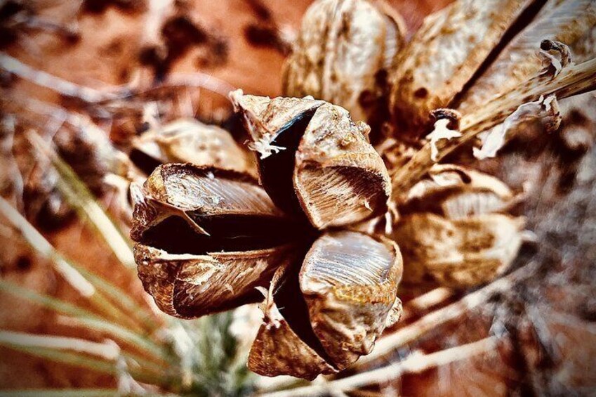 A close-up of dried plant pods. 2