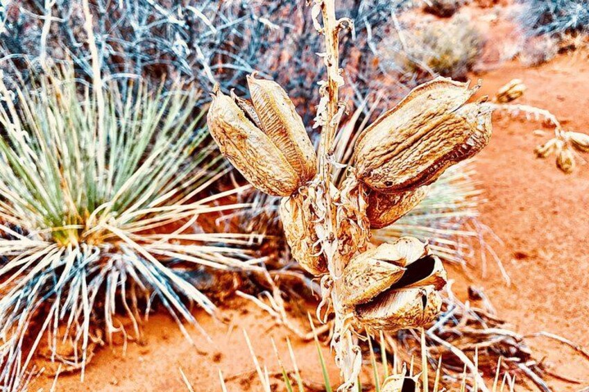 Yucca Plant 3