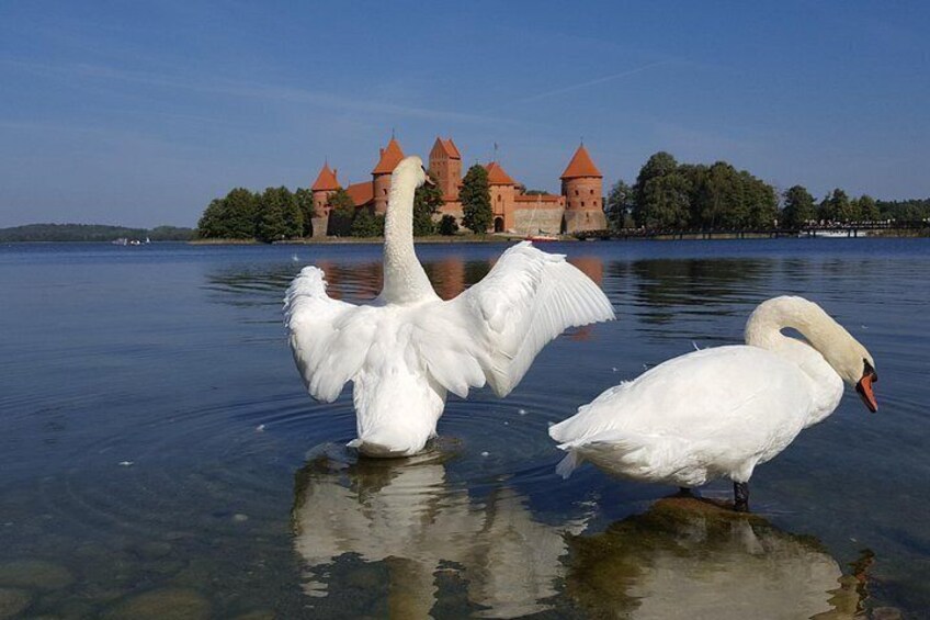 Dos cisnes en un lago con un castillo al fondo. 2