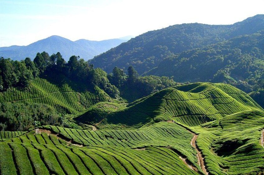 Terraced tea fields in a hilly landscape. 1