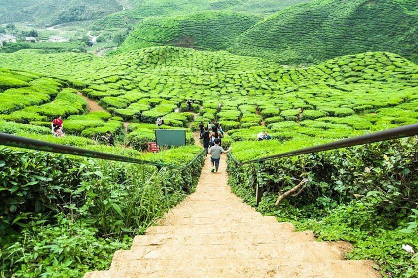 Private: Cameron Highlands 2 days 1 night Trip 1