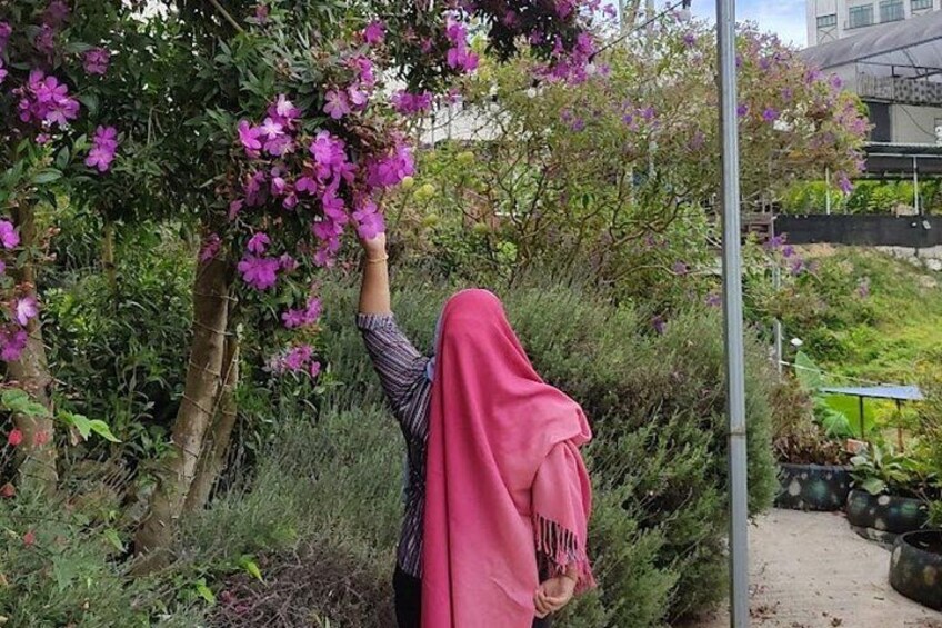 En person med en rosa sjal som sträcker sig upp mot ett blommande träd. 2