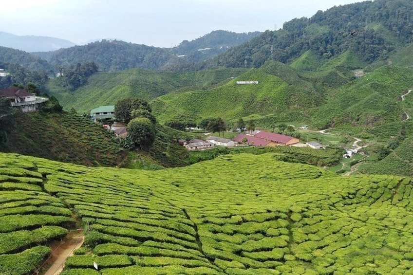 Private: Cameron Highlands 2 days 1 night Trip