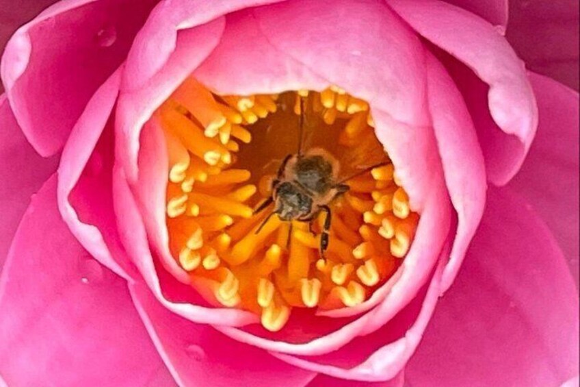 A close-up of a pink flower with a bee inside. 2