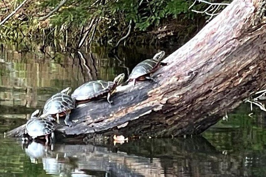 A log with turtles on it by a body of water. 3