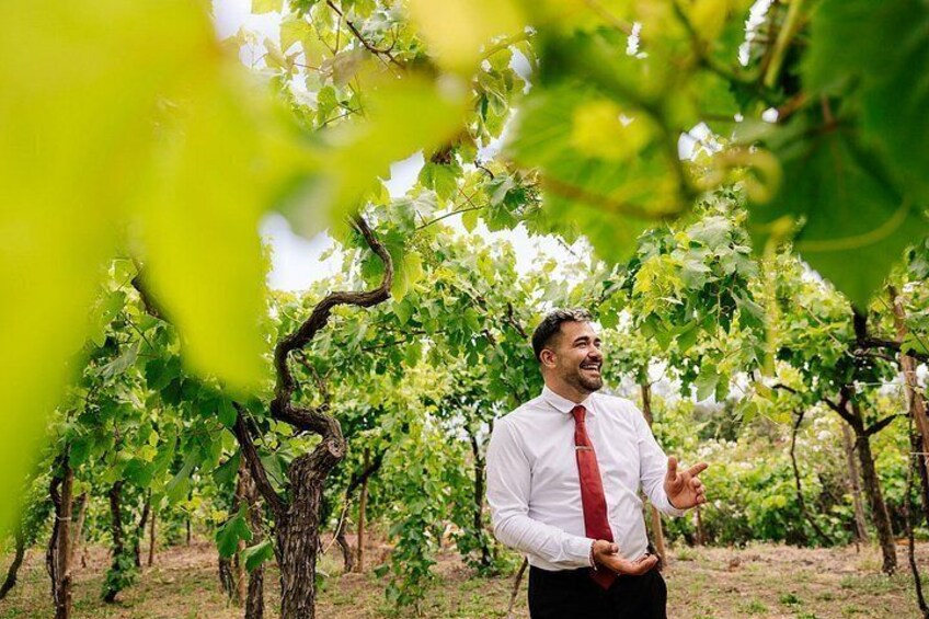 A vineyard with rows of grapevines and a person in a white shirt and red tie. 4