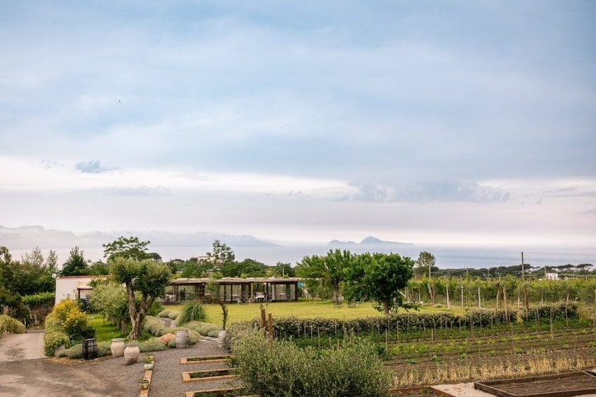 Pompeii Tour & Lunch with Wine Tasting Experience 4