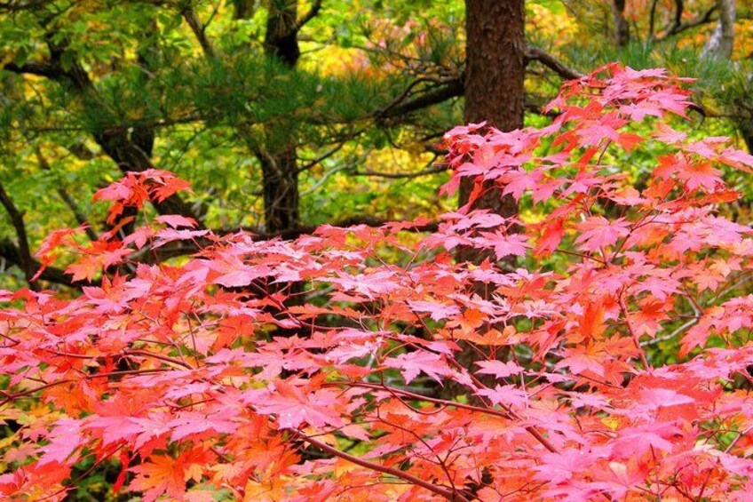 A dense cluster of vibrant red maple leaves in a forest. 2