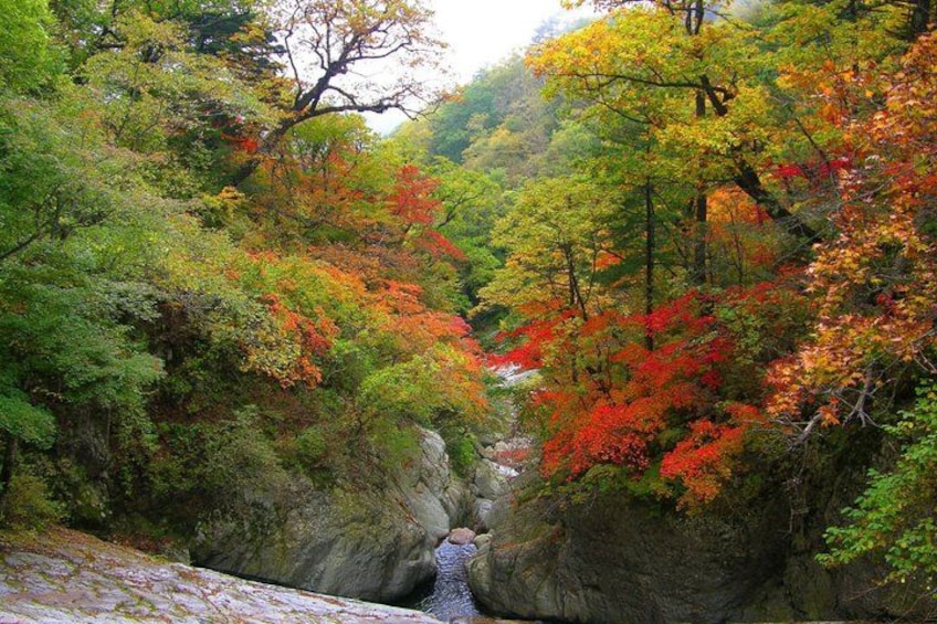 A forested canyon with a river, autumn foliage, and rocky terrain. 3