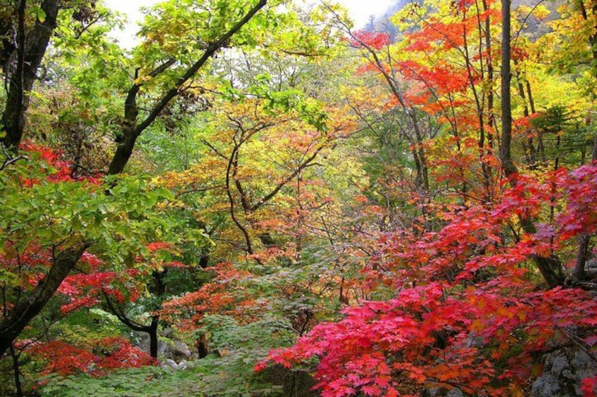 A forest with autumn foliage, including red, yellow, and green leaves. 5