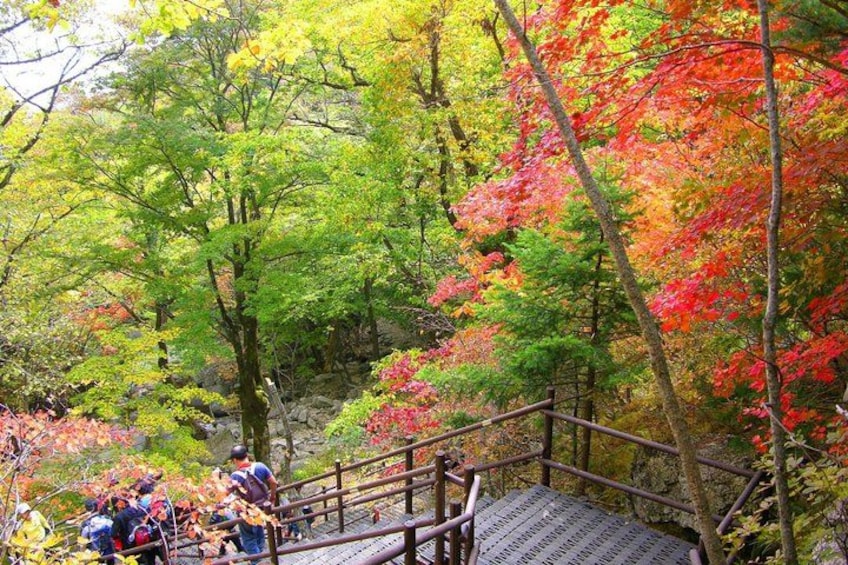 A wooden bridge in a forest with autumn-colored trees. 4