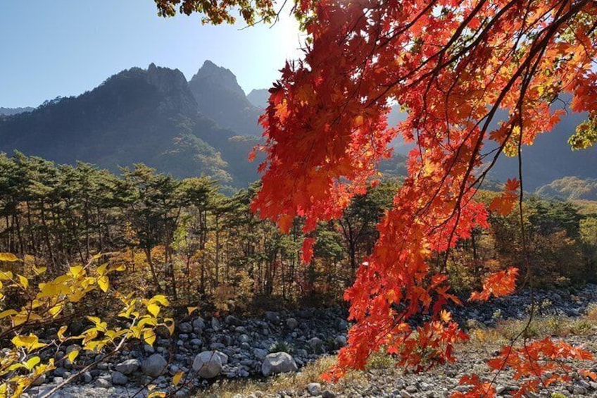 A forest with autumn foliage, a rocky stream, and mountains in the background. 1
