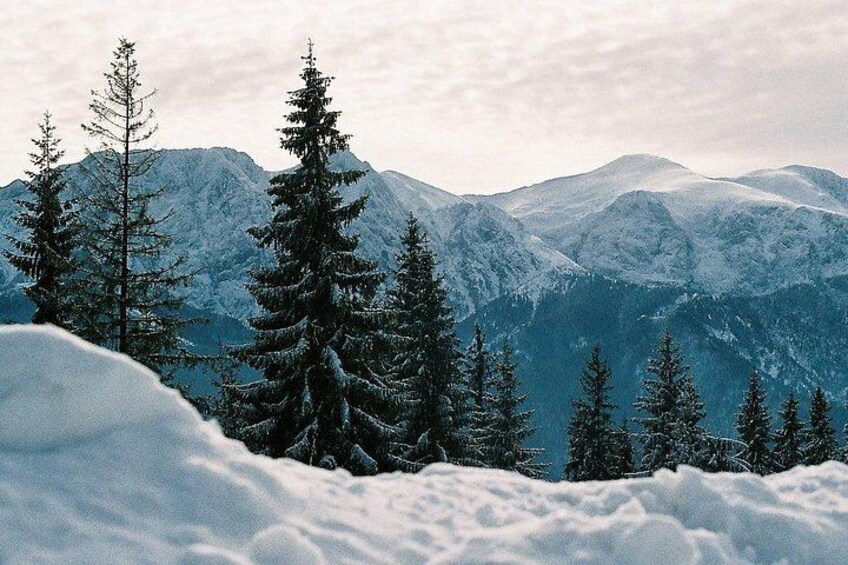 Un paisaje montañoso nevado con árboles de hoja perenne. 4