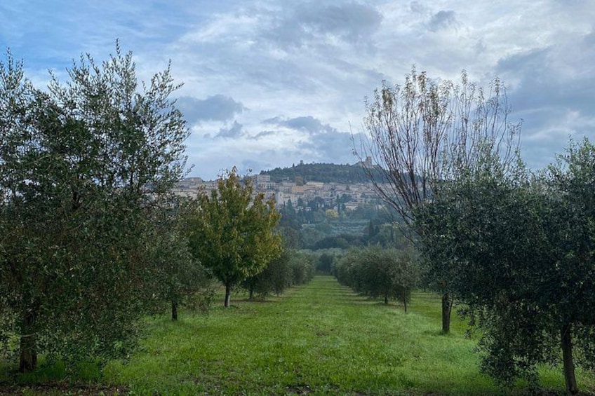 Experiences in Umbria, Toscana and Marche 2