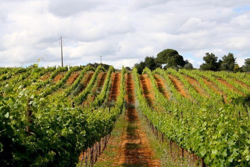 Wine Tasting and Art Tour 3