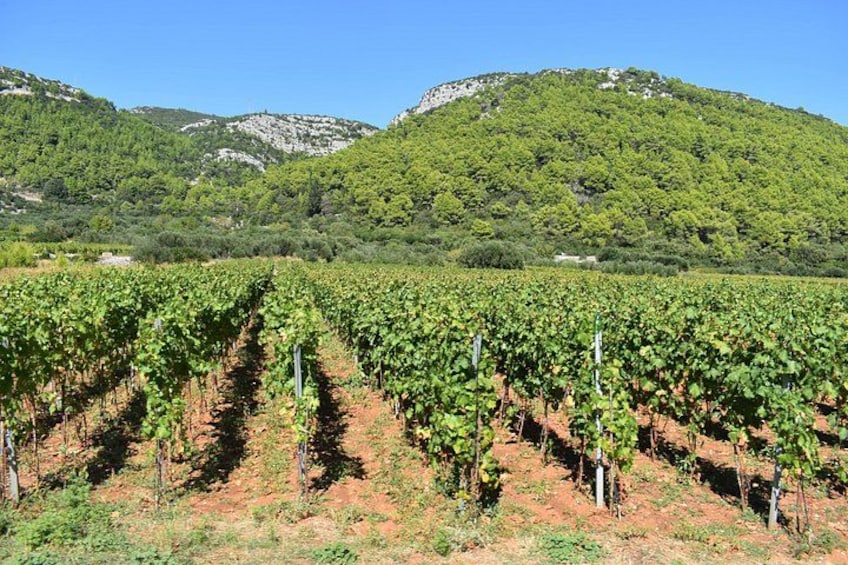 A vineyard with rows of grapevines against a backdrop of green hills. 1