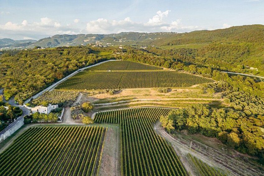 Tenuta Santa Maria di Gaetano Bertani - Clos Vineyard 3