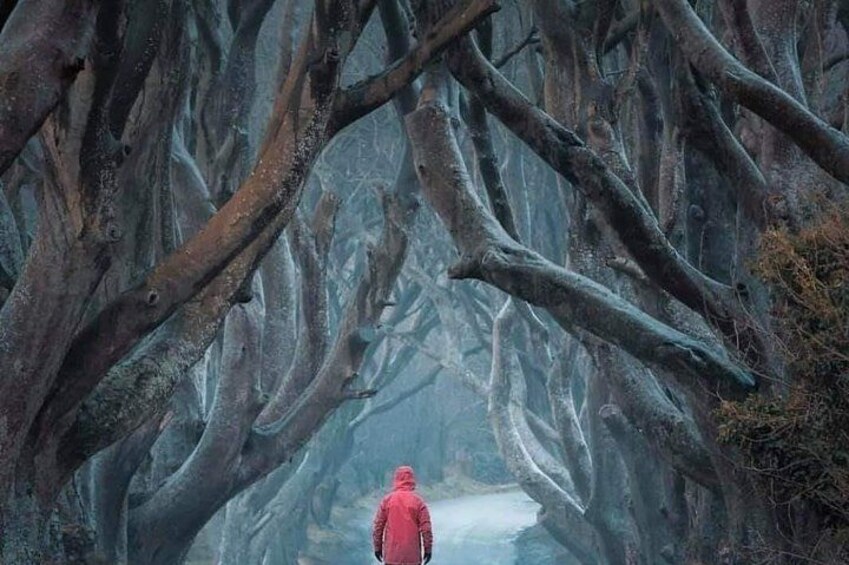Private Game of Thrones including Giant's Causeway Causeway Coast Rope Bridge 3
