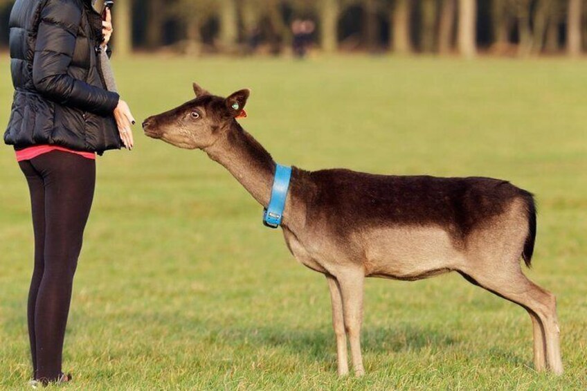 Phoenix Park Dublin. We hand fed the deer 