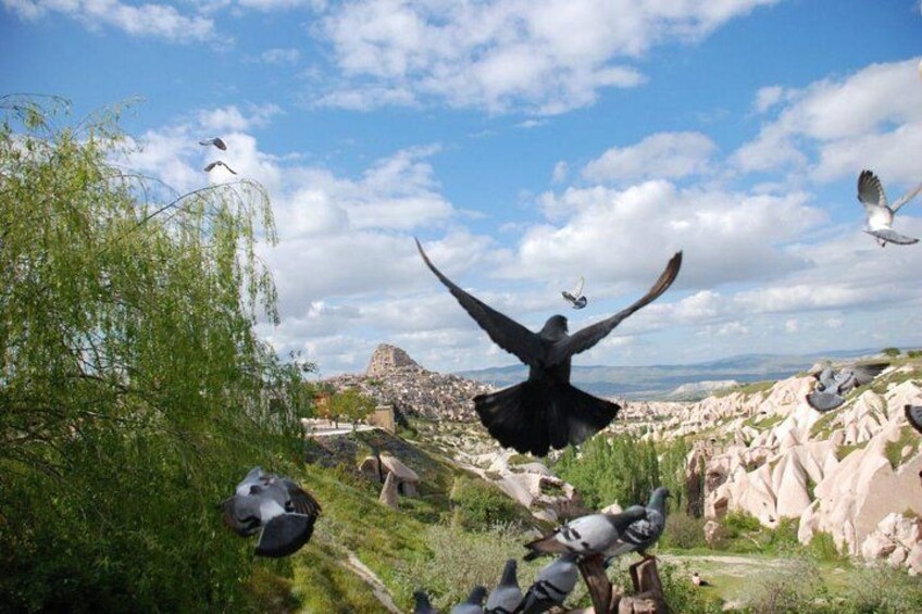 A bird in flight over a rocky landscape with a city in the background. 3