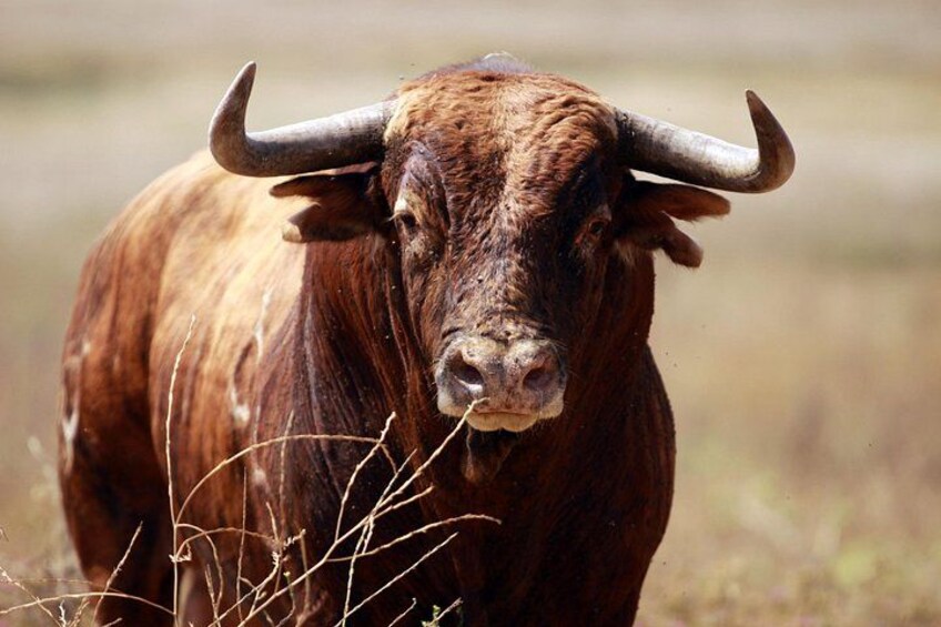 Visit Alvaro Domecq Horses and Brave Bulls in Freedom 3