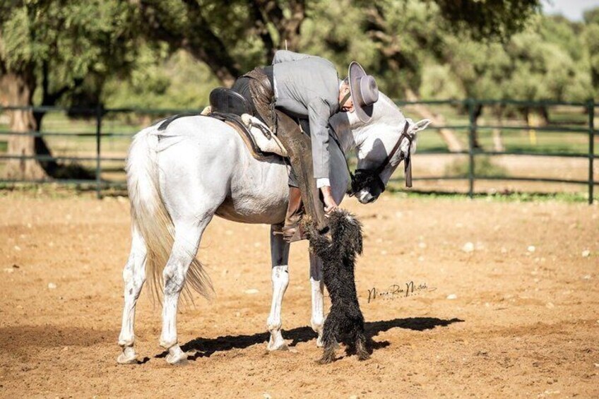 Visit Alvaro Domecq Horses and Brave Bulls in Freedom 3