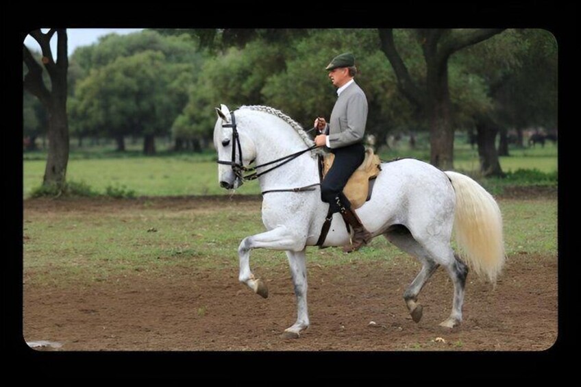 Visit Alvaro Domecq Horses and Brave Bulls in Freedom 1