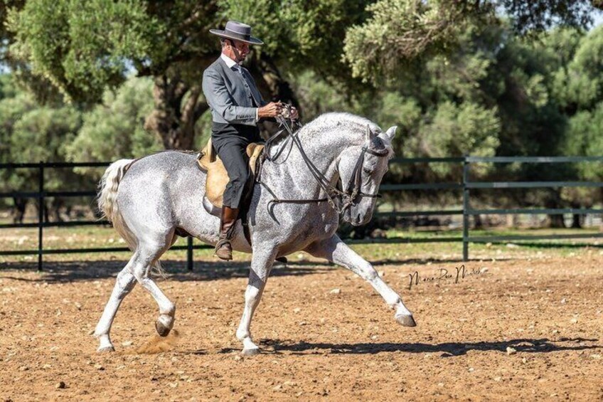 Visit Alvaro Domecq Horses and Brave Bulls in Freedom 2