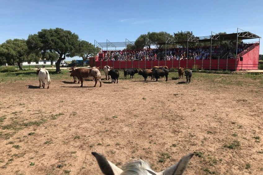Visit Alvaro Domecq Horses and Brave Bulls in Freedom 5