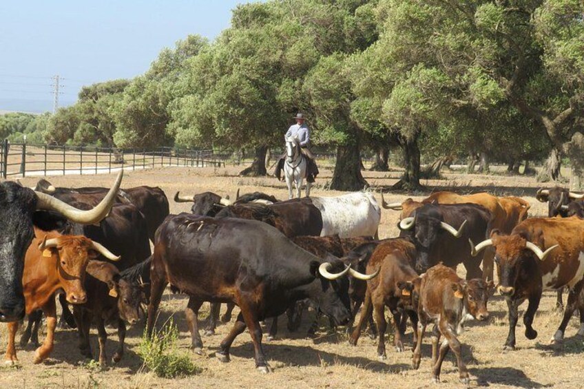 Visit Alvaro Domecq Horses and Brave Bulls in Freedom 2