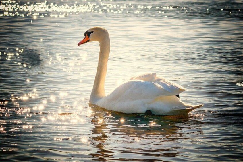 A swan swimming in calm water with sunlight reflecting off the surface. 2