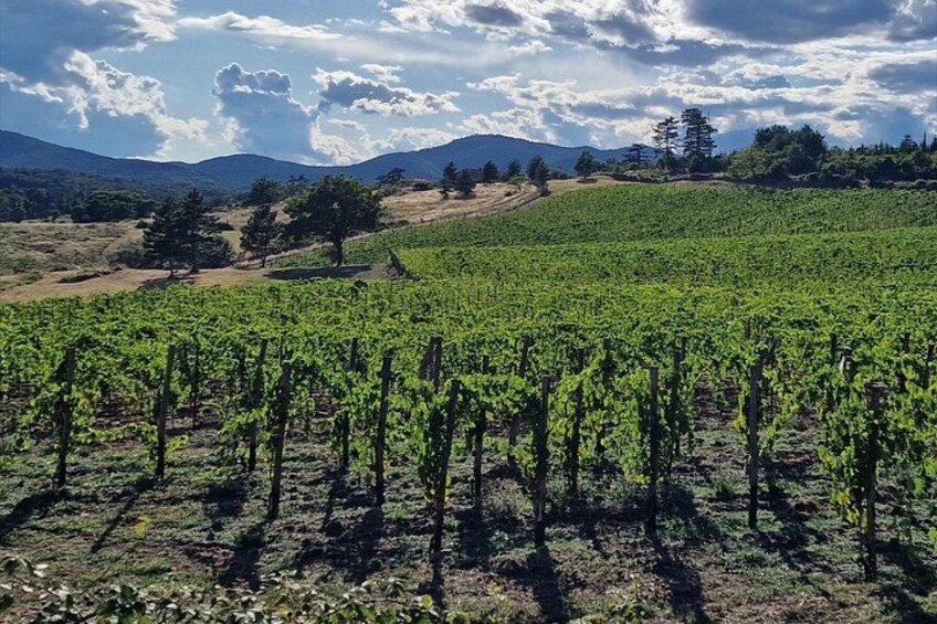 Private Wine Tour 2 top wineries of Chianti Classico Limo Service 2