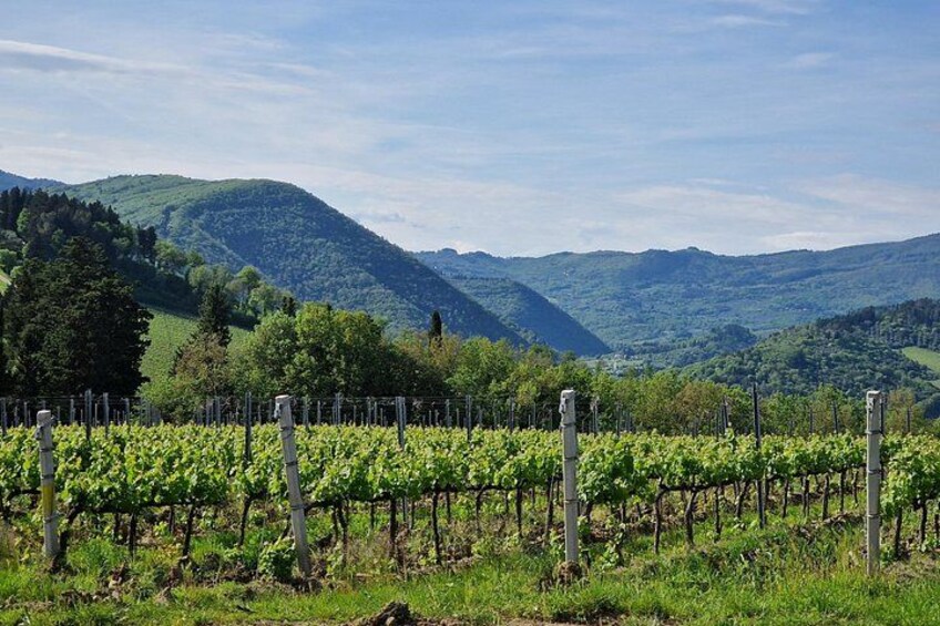 Private Wine Tour 2 top wineries of Chianti Classico Limo Service 4