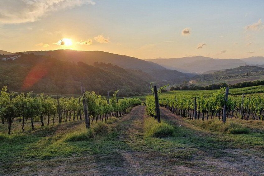 Private Wine Tour 2 top wineries of Chianti Classico Limo Service 3