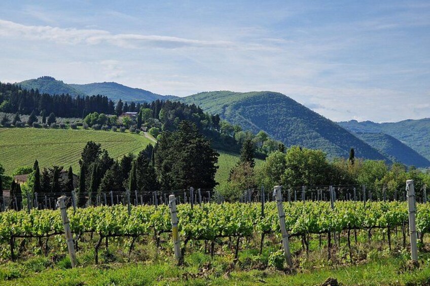 PRIVATE WINE TOUR TUSCANY Chianti Wineries, Expert English driver 3