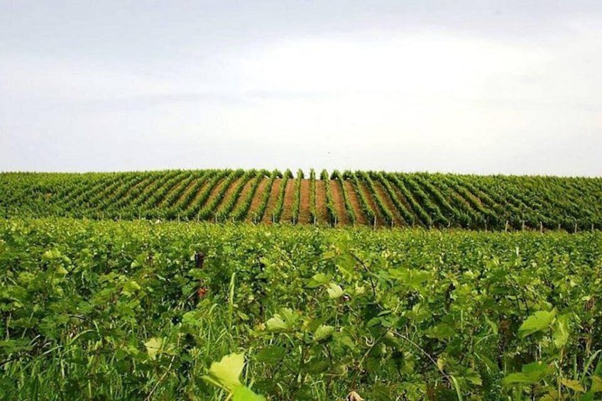 Viñedos con hileras de vid bajo un cielo nublado. 3