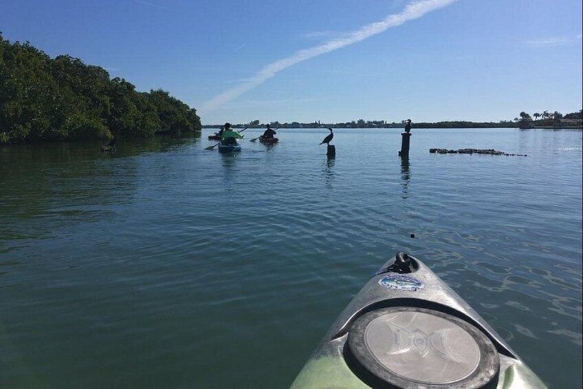 Sarasota Guided Mangrove Tunnel Kayak Tour 2